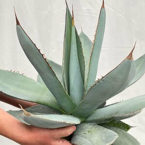 9656 「多肉植物」アガベ ホワイトアイス大 抜き苗【畑に地植え株・agave white ice】の画像6