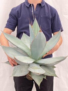 9656 「多肉植物」アガベ ホワイトアイス大 抜き苗【畑に地植え株・agave white ice】