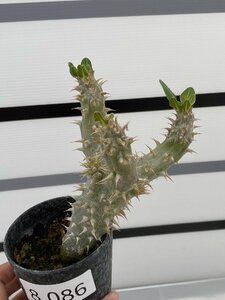 8086 「実生」パキポディウム 波葉 札落ち株【大株・発根・Pachypodium・花、葉落ちします】