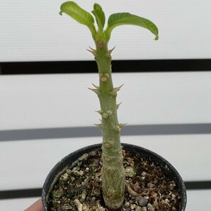 8137 「実生」パキポディウム ウィンゾリ 【種から発芽・発根・Pachypodium windsorii・塊根植物】の画像1