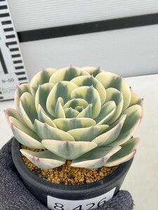 8426 「多肉植物」エケベリア ルノーディーン　植え【発根・美株・ Echeveria 'Lenore Dean'】