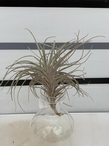 9427 「エアプランツ」tillandsia tectorum centro 抜き苗【・希少・美株・チランジア】