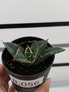 8056 「激レア高級品種」アガベ チタノタ 白鯨 植え【発根・Agave Titanota White Whale・】