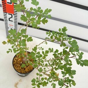 8497 「実生」パキコルムス ディスカラー大 植え【発根・Pachycormus discolor・象の木・多肉植物・塊根植物】の画像5