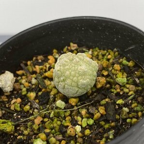 8169 「多肉植物」プセウドリトス ミギウルティヌス 2株セット【発根・Pseudolithos migiurtinus】の画像3