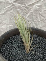 9352 「エアプランツ」tillandsia heteromorpha × kirschnekii 抜き苗【・希少・チランジア】_画像1