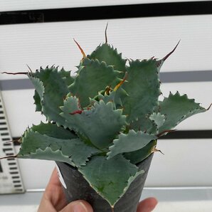 8069 「多肉植物」アガベ ポタトラム “スポーン” 【発根・リュウゼツラン・ Agave potatorum “spawn”・残り僅か】の画像2