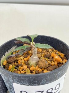 8789 「実生」ユーフォルビア スザンナエ マルニエラエ 植え【発根・Euphorbia suzannae-marnierae・実生】