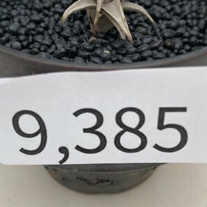 9385 「エアプランツ」tillandsia latifolia × peiranoi 抜き苗【・希少・美株・チランジア】の画像5