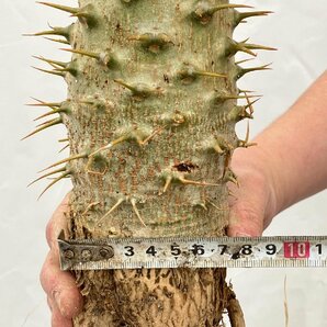 9655 「実生」パキポディウム アンボンゲンセ 大 抜き苗【種から発芽・畑に地植え株・Pachypodium・葉落ちします・】の画像2