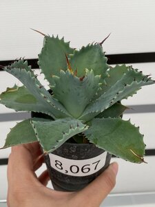 8067 「多肉植物」アガベ ポタトラム “スポーン” 【発根・リュウゼツラン・ Agave potatorum “spawn”・残り僅か】