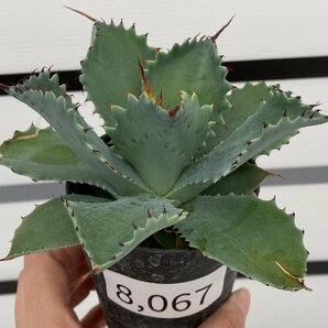 8067 「多肉植物」アガベ ポタトラム “スポーン” 【発根・リュウゼツラン・ Agave potatorum “spawn”・残り僅か】の画像1