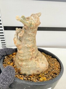 8818 「塊根植物」フォッケア　ムルチフローラ【発根未確認・Fockea multiflora・多肉植物】