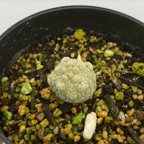 8169 「多肉植物」プセウドリトス ミギウルティヌス 2株セット【発根・Pseudolithos migiurtinus】の画像2