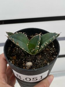 8051 「激レア高級品種」アガベ チタノタ 白鯨 植え【発根・Agave Titanota White Whale・】