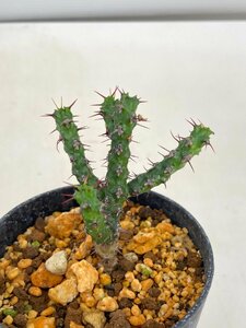 8786 「塊根植物」ユーフォルビア ベルテマリアエ 植え【発根未確認・多肉植物・euphorbia bertemariae】