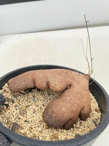 8771 「塊根植物」ディオスコレア　シルバチカ　亀甲竜 植え【発根・多肉植物・Dioscorea sylvatica】