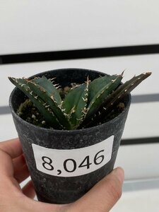 8046 「激レア高級品種」アガベ チタノタ 白鯨 植え【発根・Agave Titanota White Whale・】