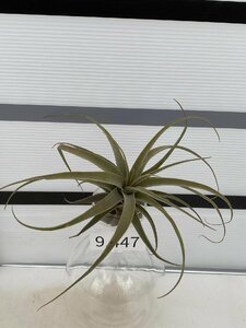 9447 「エアプランツ」tillandsia latifolia viviparous 抜き苗【・希少・美株・チランジア】