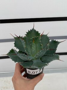 8071 「多肉植物」アガベ ポタトラム “スポーン” 【発根・リュウゼツラン・ Agave potatorum “spawn”・残り僅か】