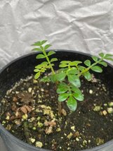 9289 「塊根植物」実生 4株セット【アフリカ亀甲竜・センナ・恵比寿笑い・パキプス・購入でパキプス種子プレゼント】_画像4