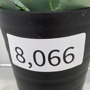 8066 「多肉植物」アガベ ポタトラム “スポーン” 【発根・リュウゼツラン・ Agave potatorum “spawn”・残り僅か】の画像7