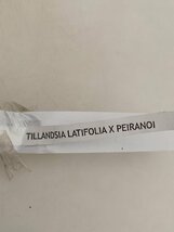 9380 「エアプランツ」tillandsia latifolia × peiranoi 抜き苗【・希少・美株・チランジア】_画像5