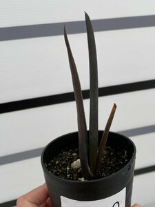 8020 「実生株】アロエ スザンナエ【種から発芽！・成長順調厳選株・Aloe・多肉植物】