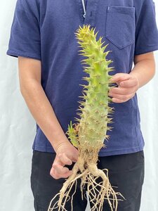 9654 「実生」パキポディウム アンボンゲンセ 大 抜き苗【種から発芽・畑に地植え株・Pachypodium・葉落ちします・】