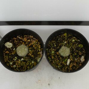 8169 「多肉植物」プセウドリトス ミギウルティヌス 2株セット【発根・Pseudolithos migiurtinus】の画像4