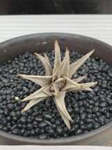 9380 「エアプランツ」tillandsia latifolia × peiranoi 抜き苗【・希少・美株・チランジア】_画像2