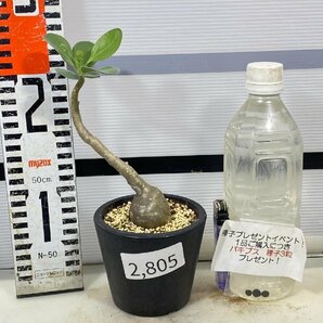 2805 「塊根植物」オトンナ トリプリネルビア 植え【発根未確認・美株・Othonna triplinervia・購入でパキプス種子プレゼント】の画像1