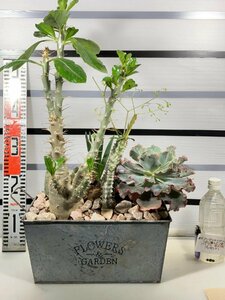 2909 「観葉植物」塊根・多肉植物 寄せ植え鉢【エケベリア・ブーファン・パキポディウム等・購入でパキプス種子プレゼント】