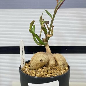 2779 「多肉植物I】モナデニウム モンタナム 植え【・発根・Monadenium montanum・購入でパキプス種子プレゼント】の画像4