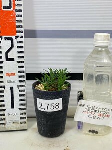 2758 「実生」ユーフォルビア ブプレウリフォリア【発根・多肉植物・Euphorbia bupleurifolia・鉄甲丸・購入でパキプス種子プレゼント】