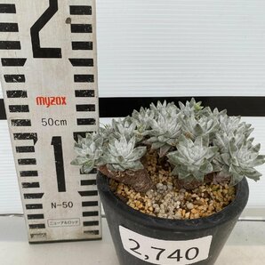 2740 「多肉植物」ダドレア グノマ 植え【発根未確認・Dudleya gnoma・検）グリーニー・購入でパキプス種子プレゼント】の画像3