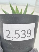 2539 「多肉植物」アロエ ポリフィラ【実生・成長順調・Aloe polyphylla・多肉植物・発根・購入でパキプス種子プレゼント】_画像3