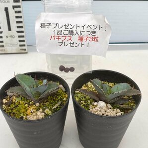 2476 「高級】アガベ チタノタ 藍鯨 2株セット【発根・超厳選極上子株・Agave titanota・購入でパキプス種子プレゼント】の画像2