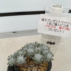 2740 「多肉植物」ダドレア グノマ 植え【発根未確認・Dudleya gnoma・検）グリーニー・購入でパキプス種子プレゼント】の画像1