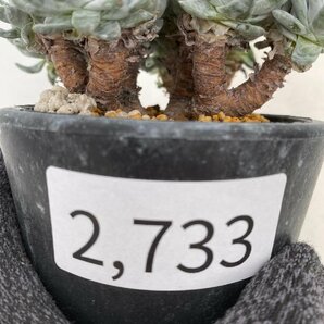 2733 「多肉植物」ダドレア グノマ 植え【発根未確認・Dudleya gnoma・検）グリーニー・購入でパキプス種子プレゼント】の画像4