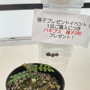 2590 「実生」オペルクリカリア パキプス ２年株【発根・Operculicarya pachypus・塊根植物・葉落する・購入でパキプス種子プレゼント】の画像1