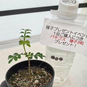 2606 「実生」オペルクリカリア パキプス ２年株【発根・Operculicarya pachypus・塊根植物・葉落する・購入でパキプス種子プレゼント】の画像2