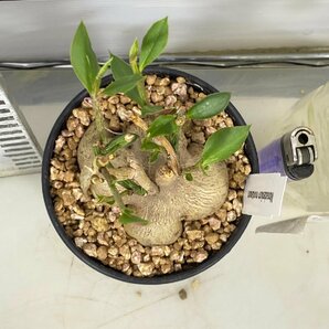 2780 「多肉植物I】モナデニウム モンタナム 植え【・発根・Monadenium montanum・購入でパキプス種子プレゼント】の画像3