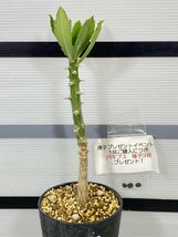 2820 「塊根植物」モナデニウム トーレイ 植え【発根・多肉植物・Monadenium torrei・購入でパキプス種子プレゼント】_画像4