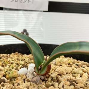 2944 「裸子植物」ウェルウィッチア ミラビリス 植え【発根・奇想天外・Welwitschia mirabilis・購入でパキプス種子プレゼント】の画像1