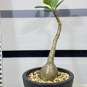 2805 「塊根植物」オトンナ トリプリネルビア 植え【発根未確認・美株・Othonna triplinervia・購入でパキプス種子プレゼント】の画像4