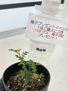 2617 「実生」オペルクリカリア パキプス ２年株【発根・Operculicarya pachypus・塊根植物・葉落する・購入でパキプス種子プレゼント】