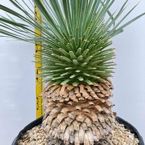 2948 「観葉植物」ユッカ ロストラータ 特大【美株・大株・Yucca rostrata・購入でパキプス種子プレゼント】の画像8