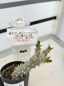 2698 「実生」パキポディウム 波葉 札落ち株【大株・発根・Pachypodium・花、葉落ちする・購入でパキプス種子プレゼント】