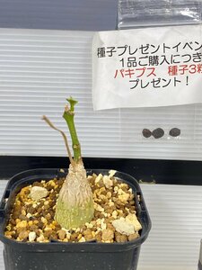 2835 「実生」マテレア シクロフィラ 植え【発根・Matelea cyclophylla・多肉植物・塊根植物・購入でパキプス種子プレゼント】